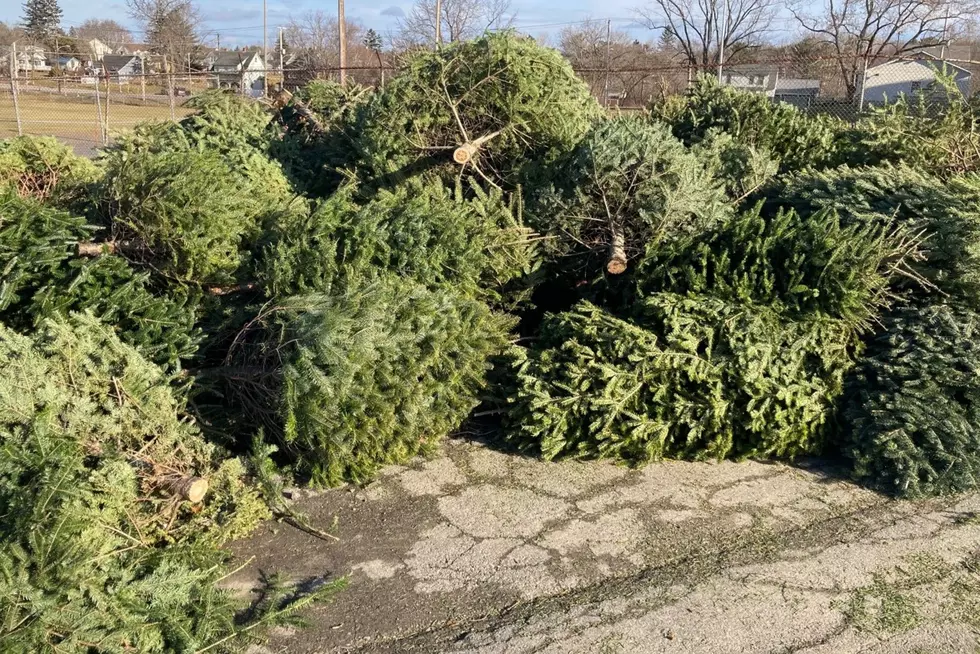 Here's How To Get Rid of Your Christmas Tree in Bangor & Brewer