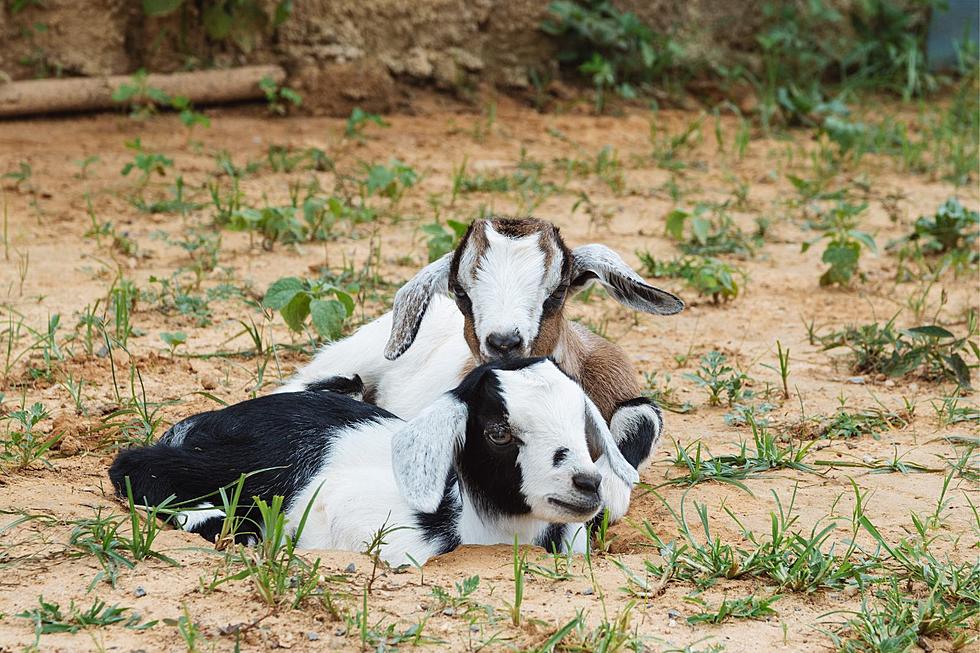 Celebrate Mother’s Day With Adorable Baby Goats in Somerville