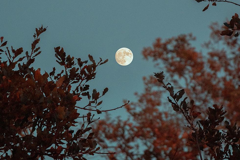 Immerse Yourself in Nature With This Full Moon Walk in Scarborough