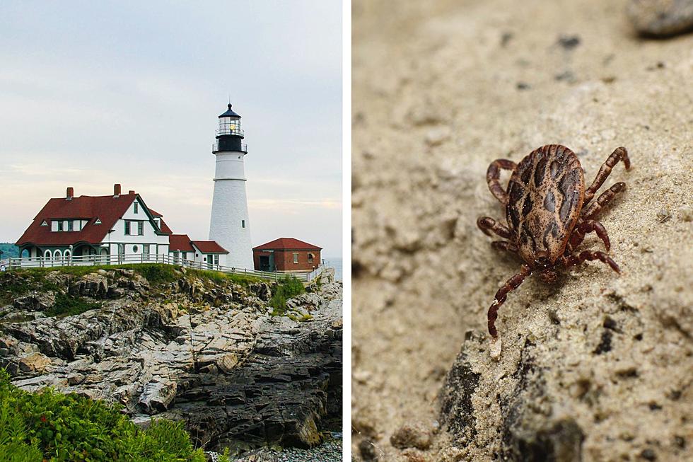 There Are a Lot of Ticks in Maine, and This New Study Proves It