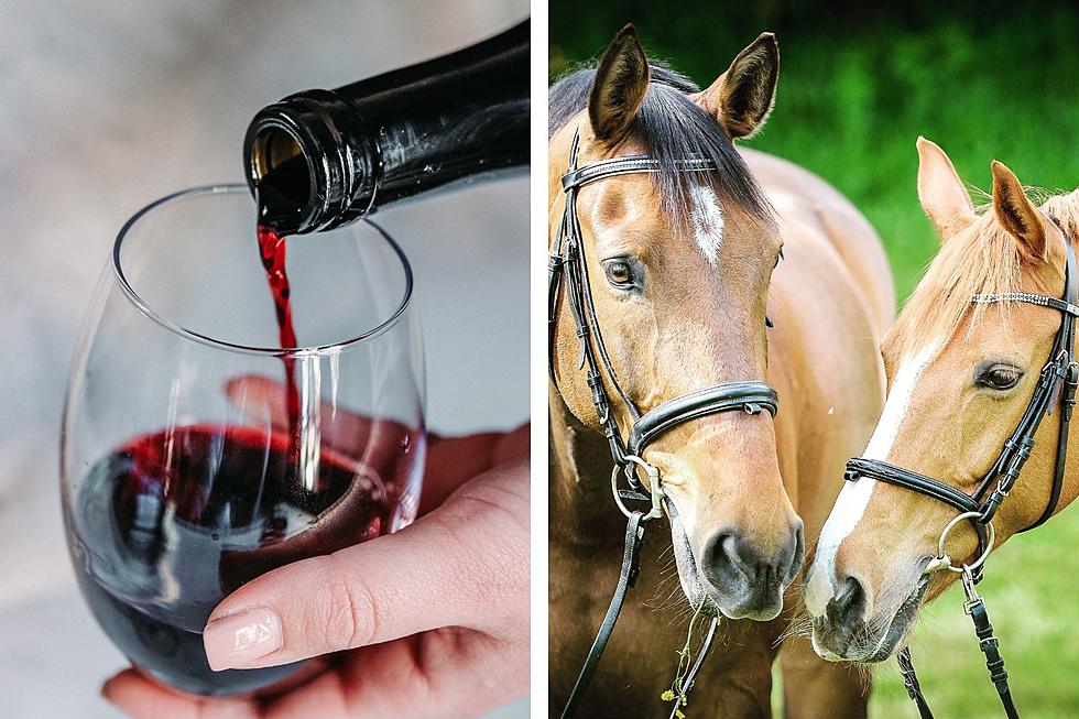 Check Out This Wine & Equine Event in Bangor and Old Town