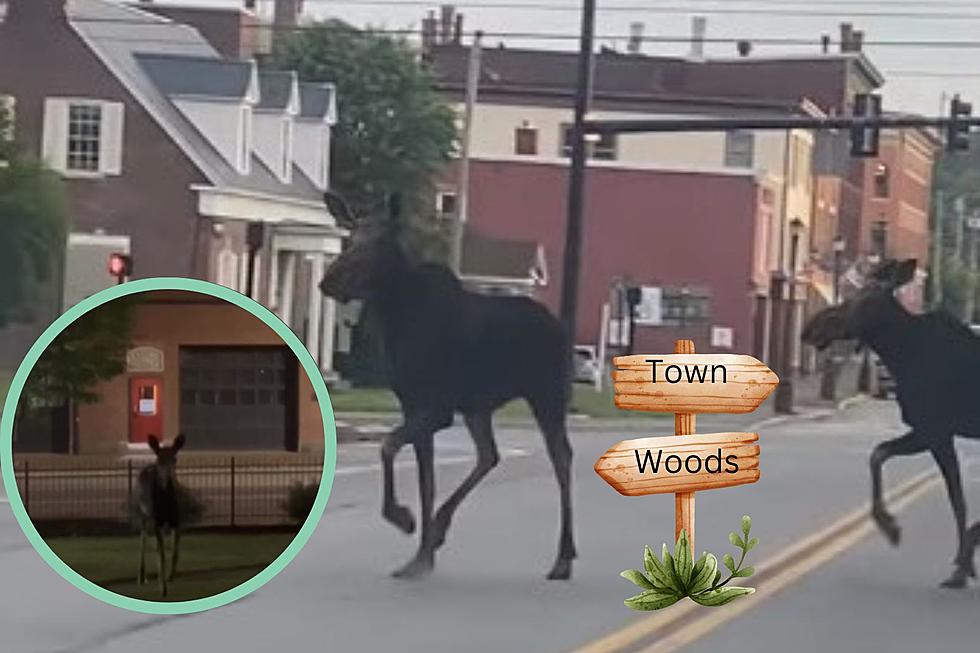 It’s Moose-Mania Week as 3 are Filmed in 2 Different Maine Cities