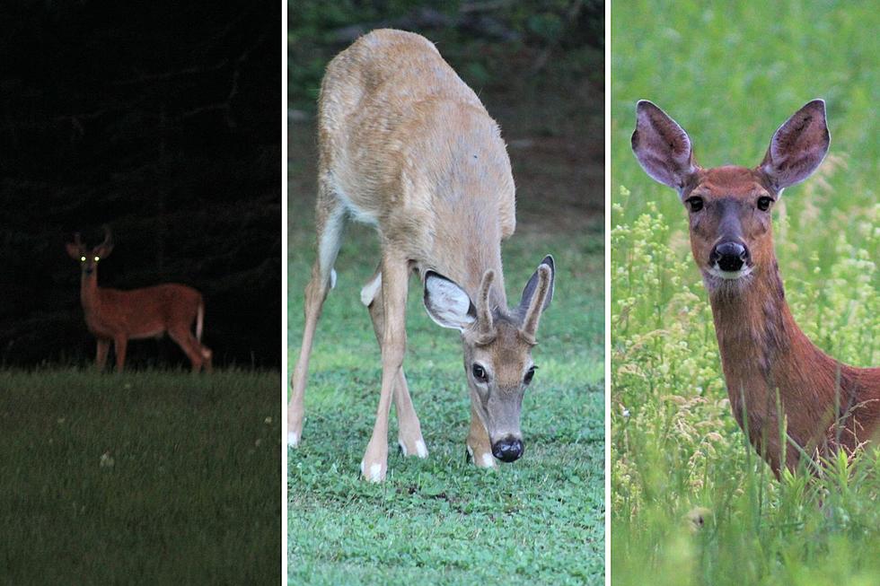 My Favorite Maine Activity Involves a Car, a Camera, and Deer