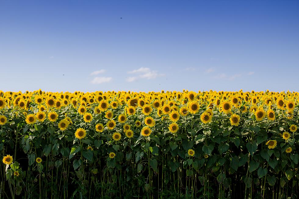 Here is One Maine Sunflower Maze That Won’t Open This Year