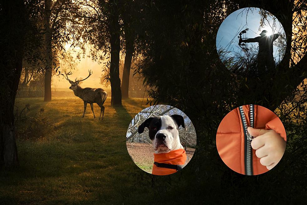 Stay Safe Near the Maine Woods By Wearing Blaze Orange (Pets Too)