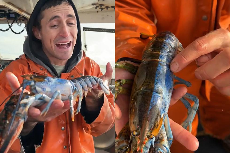 Maine Lobsterman Catches ‘Rarest Lobster in the World’ Multi-Colored Half-Male, Half-Female