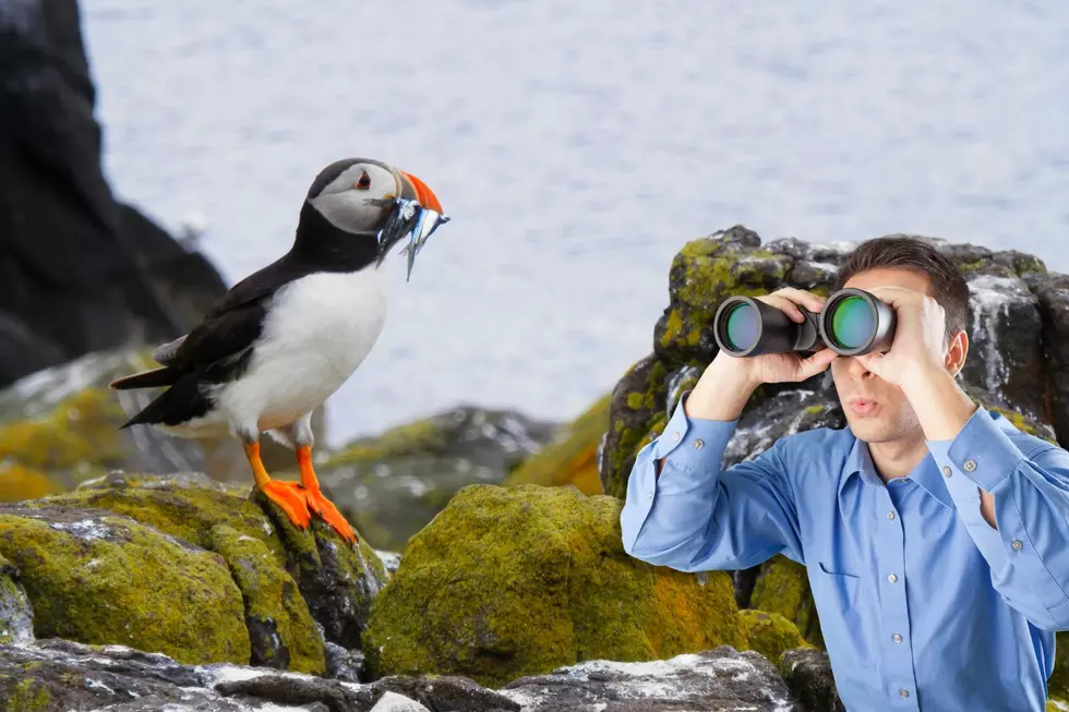 I’m On the Hunt for Maine Puffins, Here’s Where I Can Go