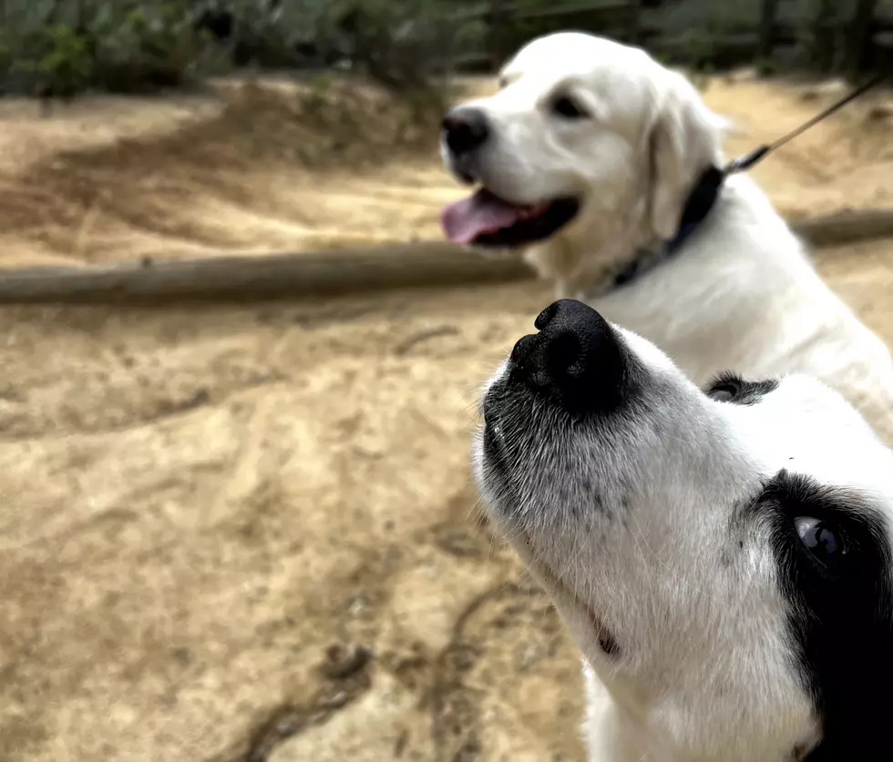 These Are the Most Recommended Trails to Run with Your Dog
