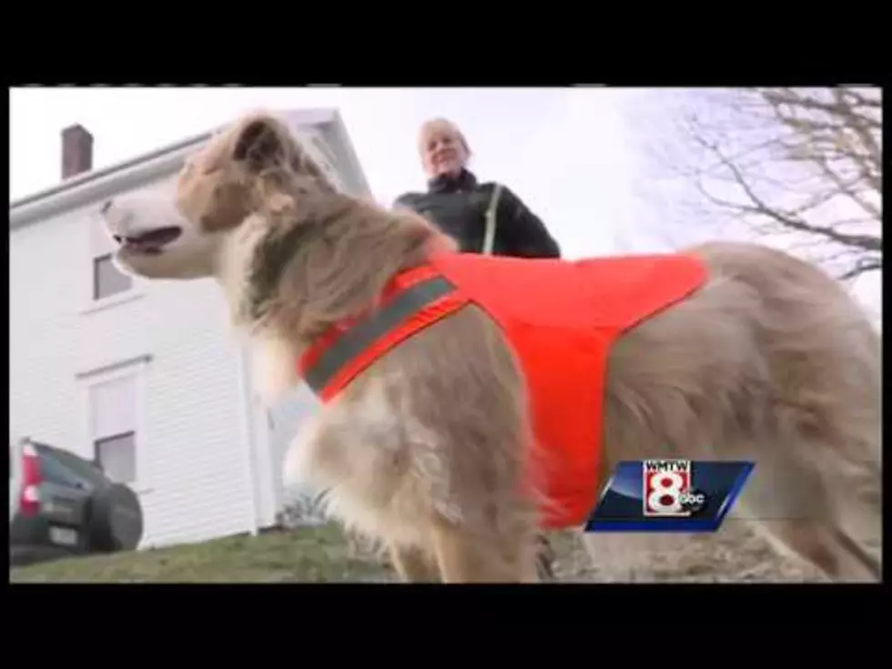 Skowhegan Company Making National Splash With Dog Vests [VIDEO]