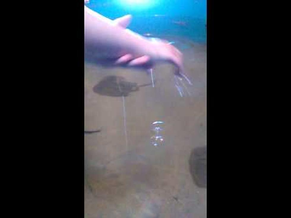 The Shark Touch Tank At Maine State Aquarium [VIDEO]