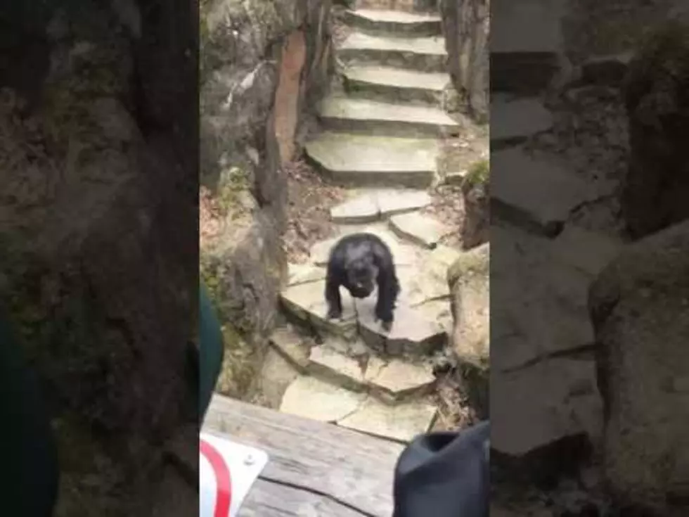 Chimp Throws Poo In Grandmas Face [VIDEO]