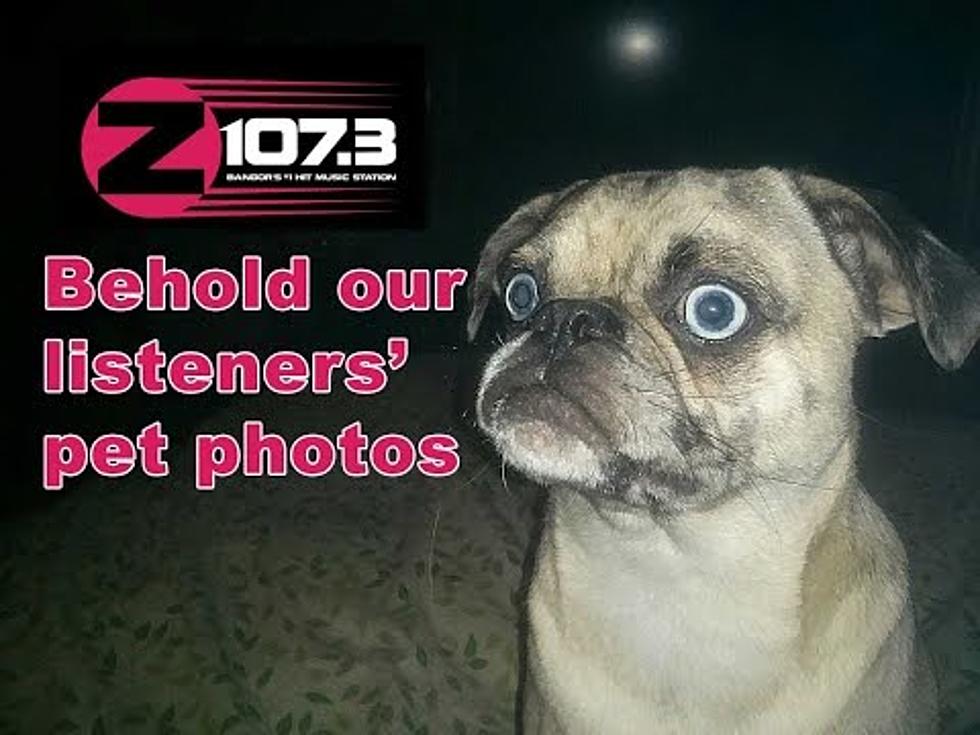 View The Z-107.3 Listener Pet Photo Gallery [VIDEO]