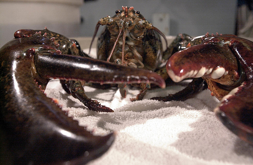 Maine’s Crustacean Listed As One of Google’s Most Searched 2020