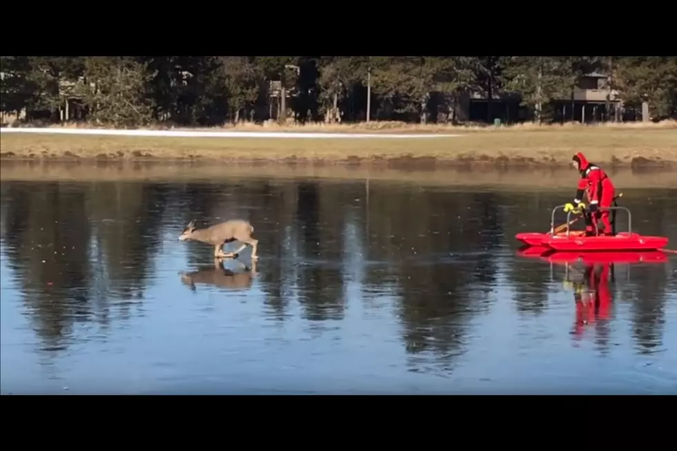 Man In Red Suit And Sleigh Saves Deer Stranded On Ice [VIDEO]