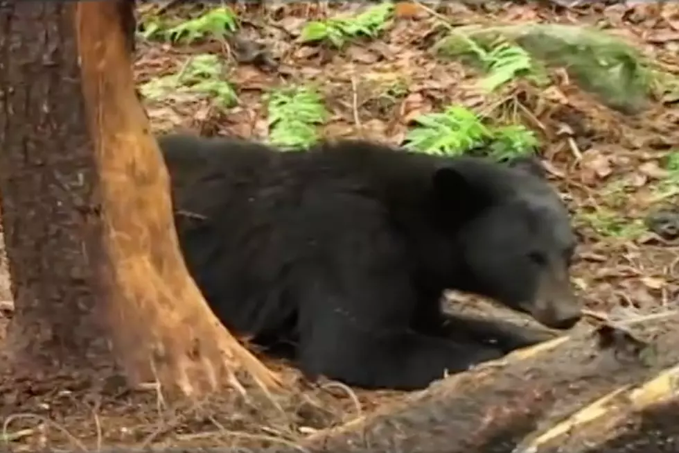 Orono PD Warns of Bears In Your Backyard