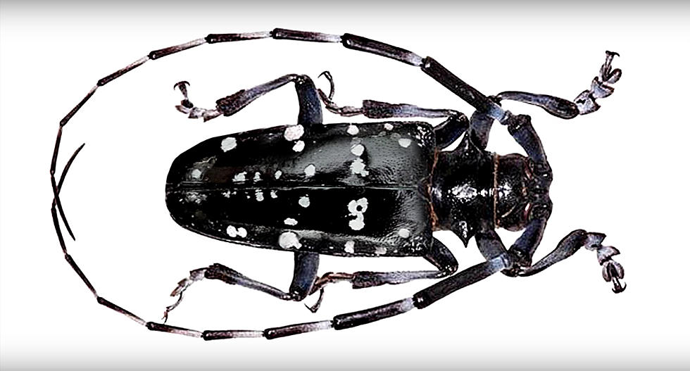 Be On The Lookout for This Invasive Beetle