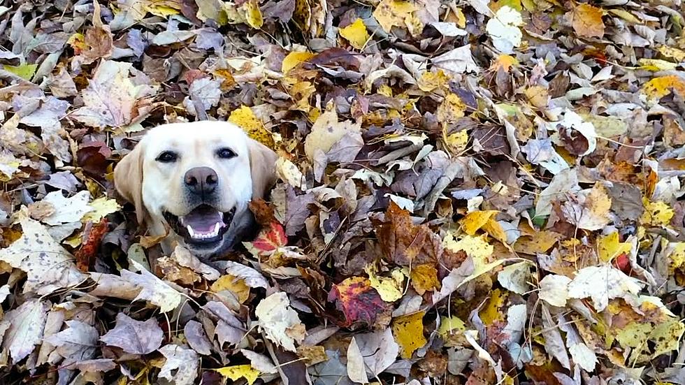 Watch Maine’s ‘Stella The Dog’ Go Crazy Jumping Into A Pile Of Leaves