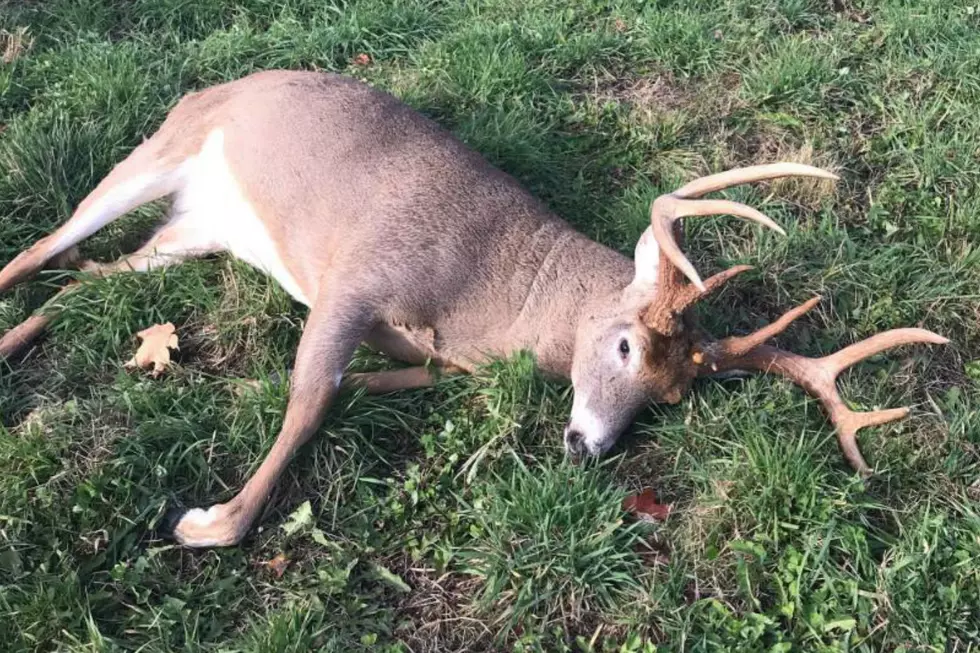 Game Wardens Searching For Info About Killed Deer In Mt. Vernon