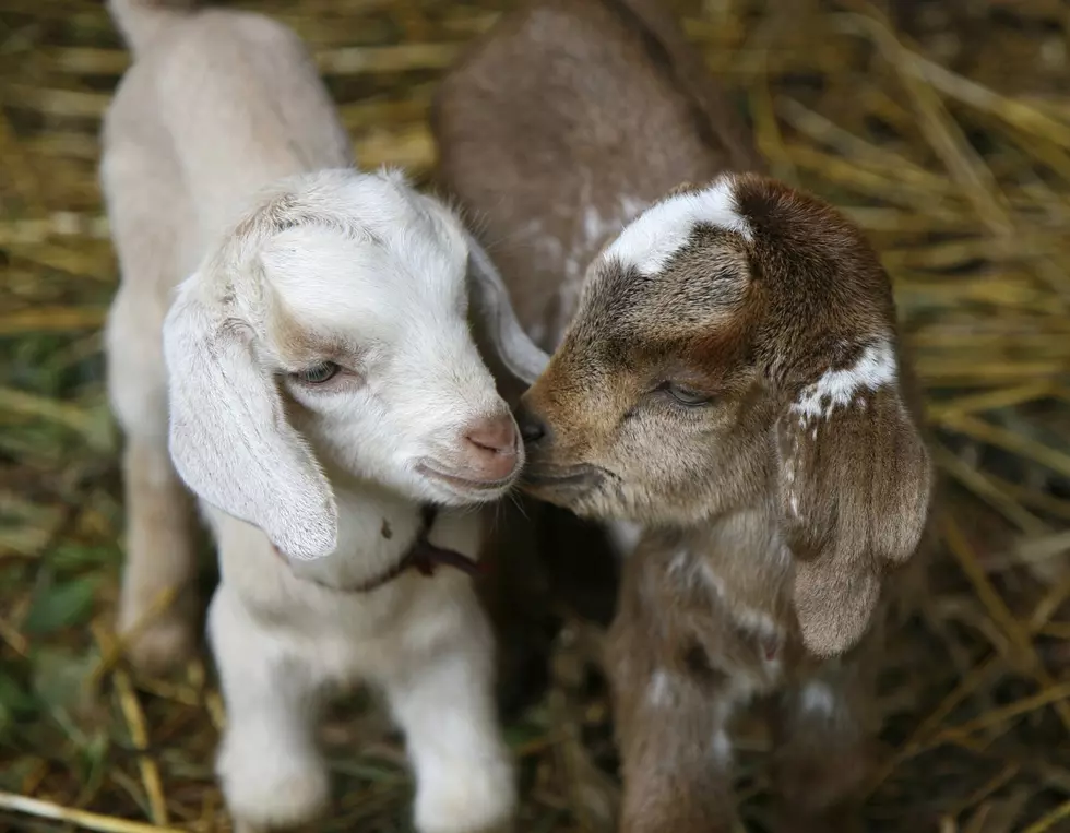 Want To See Some Baby Goats In Bangor?