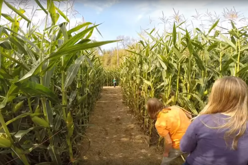 Is This Bangor Area Corn Maze The BEST In the United States?