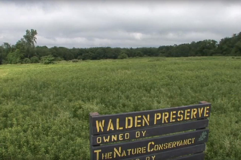 Educational Field Day in Bangor’s Walden-Parke Preserve This Saturday