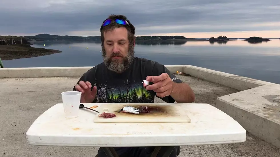 Eastport Man Eats Raw Mackerel While It’s Head Is Still Moving [VIDEO]