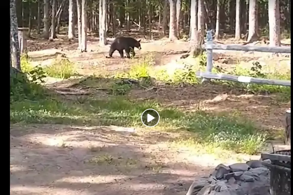 Black Bear Chilling In Brewer On Monday
