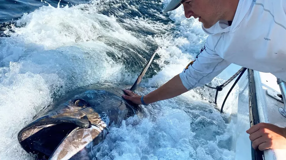 3 Maine Teens Catch 700-pound Tuna! [VIDEO]
