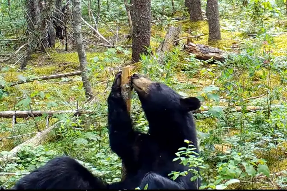 Maine Black Bear Does A Pole Dance [VIDEO]