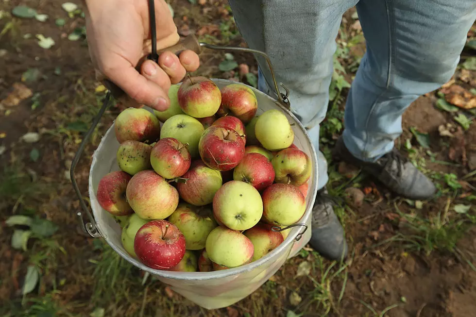 Maine Apple Picking Season Is Still On!
