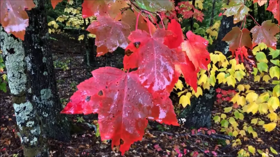 It’s Almost Fall Foliage Season In Maine [VIDEO]