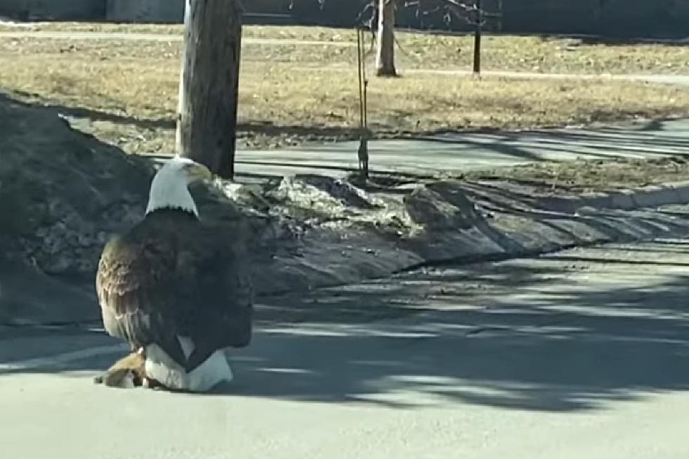VIDEO: Bald Eagle Gets Lunch In Streets of This Maine City