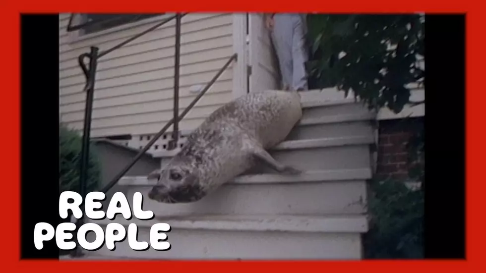 #tbt Andre The Seal Hits The Big Time In Rockport