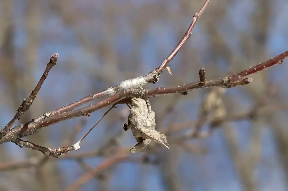 Browntail Moth Activity Expected to Be Bad in Maine in 2021
