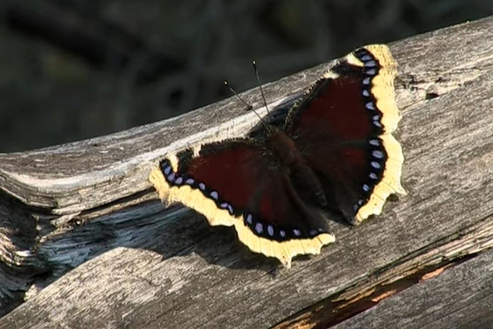 Watch For Maine’s First Butterfly of the Season