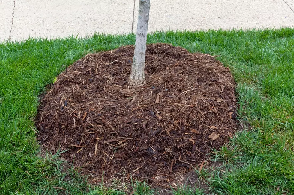 Beware the Mulch Volcanos! They Are Just Not Good For Your Trees.