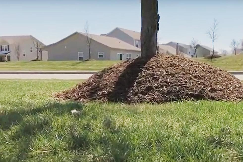Beware the Mulch Volcanos! They Are Just Not Good For Your Trees.