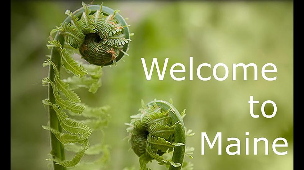 ‘Welcome To Maine’ Goes In Search Of Fiddleheads