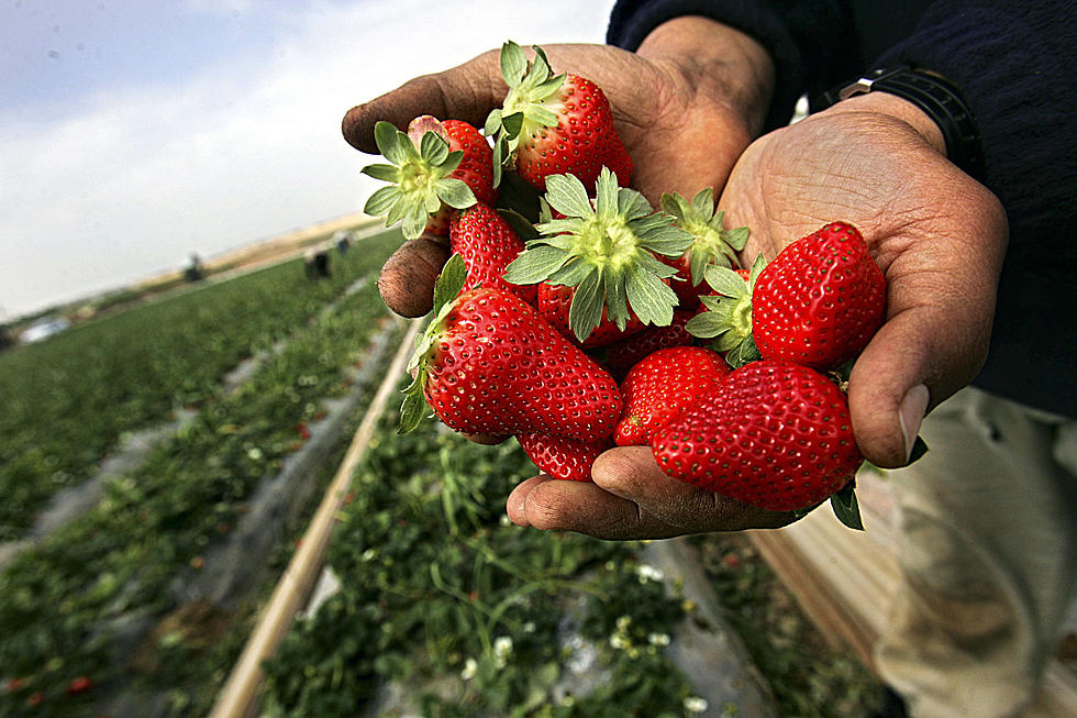 It’s Strawberry Season! Here Are A Couple Of Spot Near Bangor To Pick Your Own!