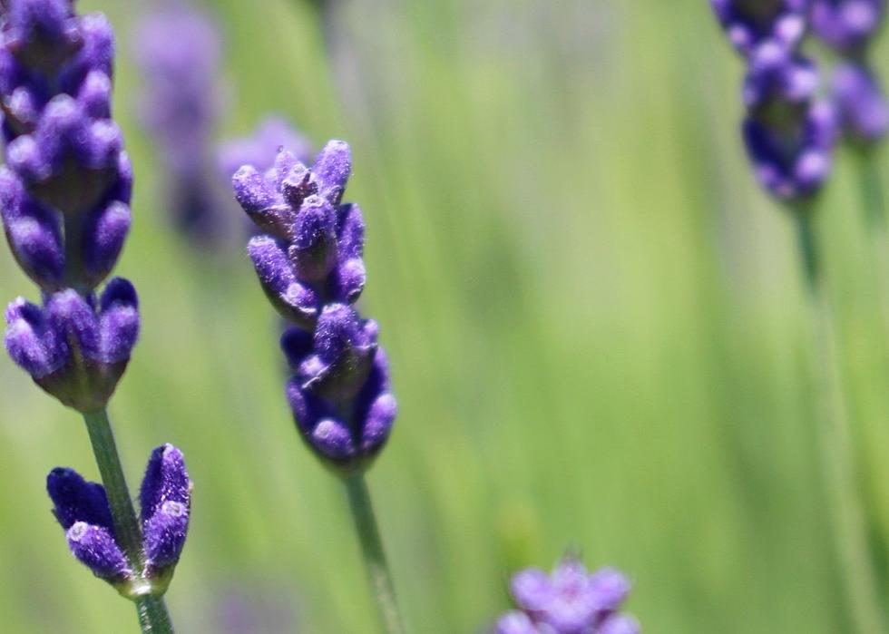 Immerse Yourself In the Zen Of This Maine Lavender Field