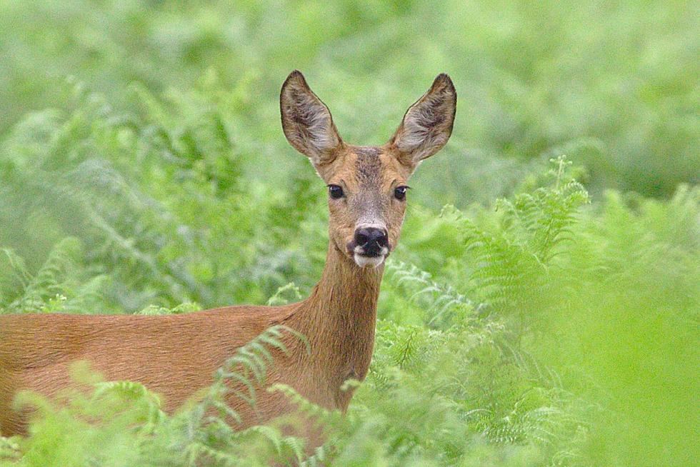 Here’s Your Opportunity To Become A Maine Deer Spy