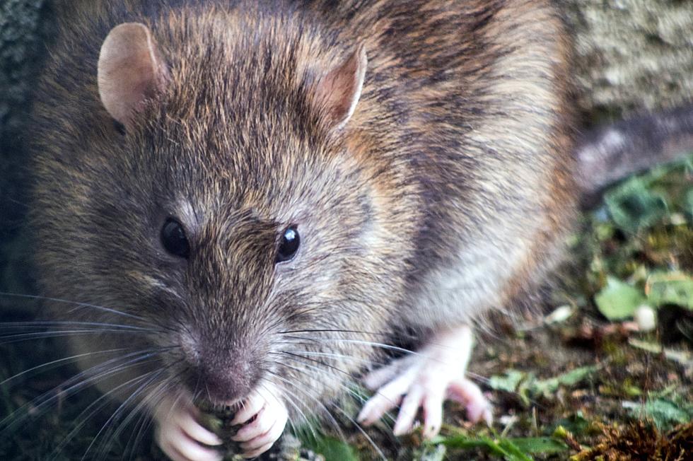 Why Are Rats Invading Maine’s River Towns?