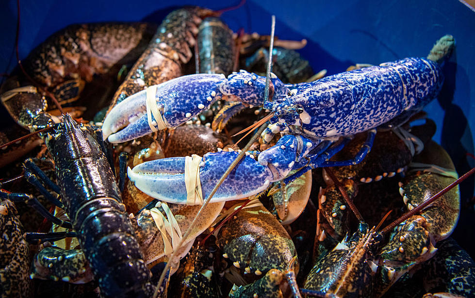 Happy National Lobster Day Maine!