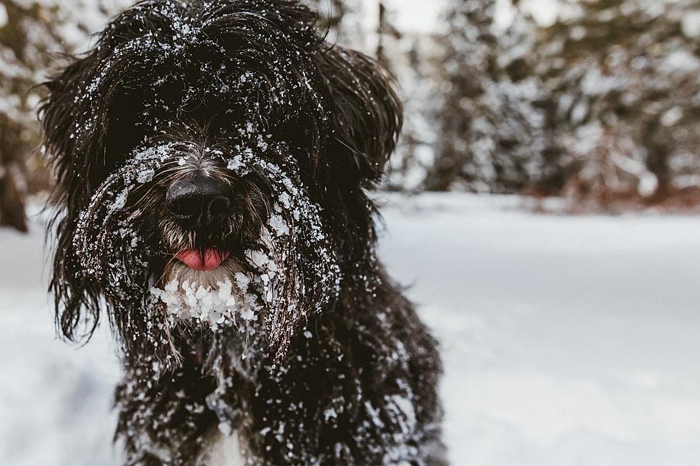 Your Dog&#8217;s Missing Out If You&#8217;re Not Trying Skijoring In Maine This Winter