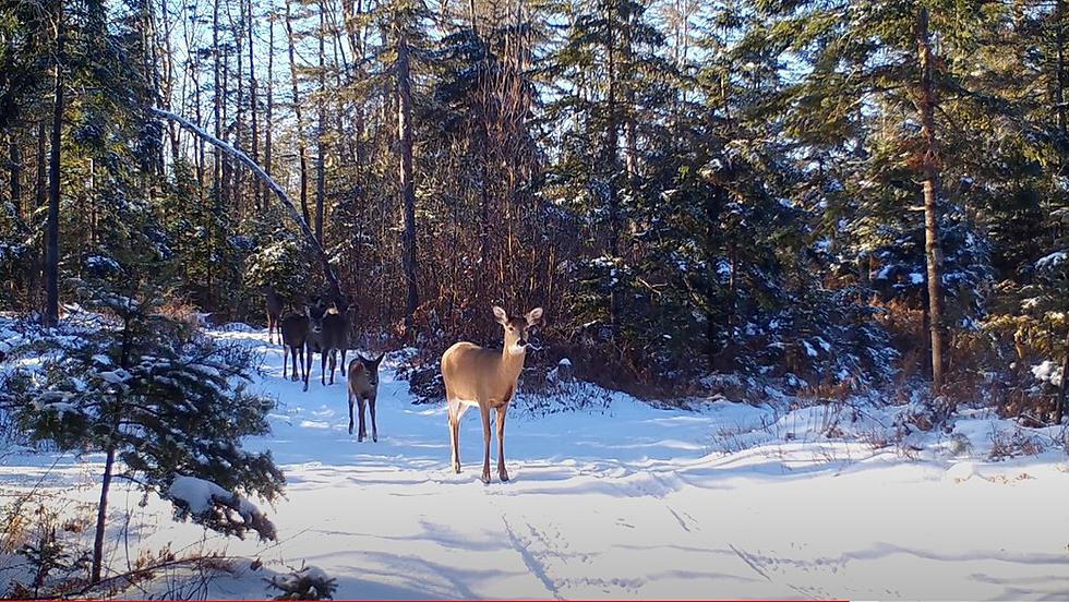 Milford Man’s Backyard ‘Maine Wildlife Channel’ Has Great Videos