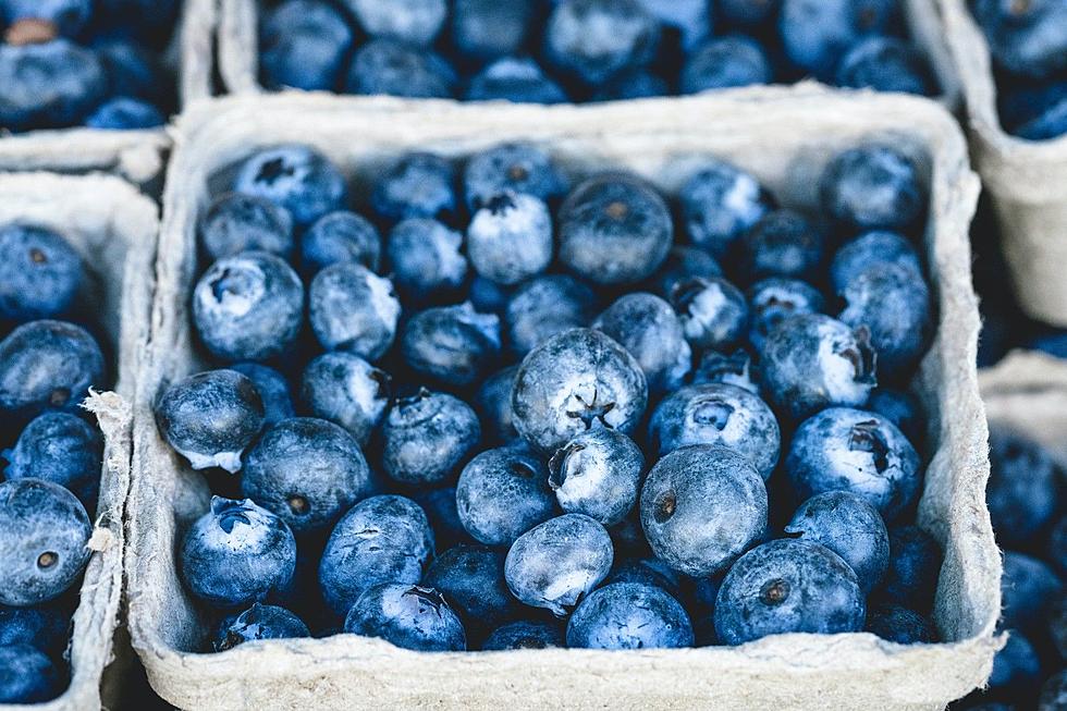 Maine’s Wild Blueberry Weekend Will Be Happening August 6th and 7th