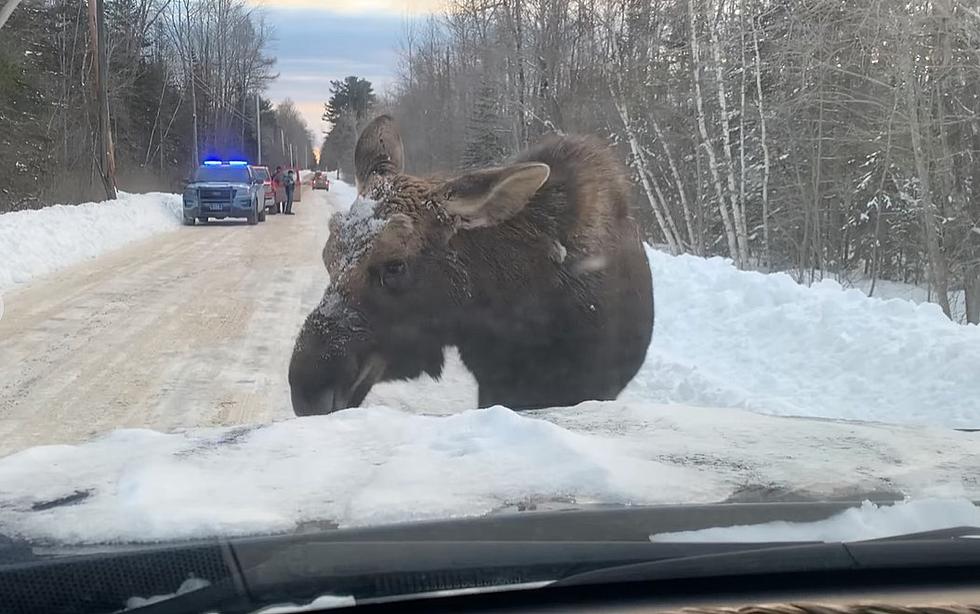 Watch This Curious Moose In Orono Casually Munch Snow Off Stopped Car