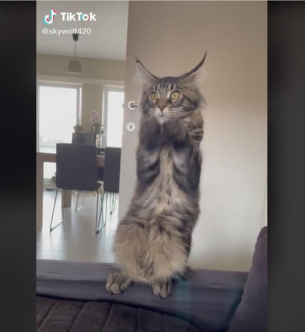 The ‘Maine Coon Cats Of TikTok’ Page Will Make Your Day