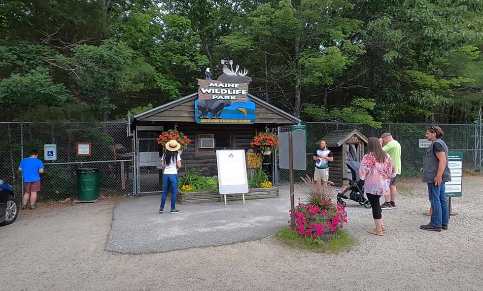 ROAD TRIP WORTHY: Maine Wildlife Park Is Now Open For The Season
