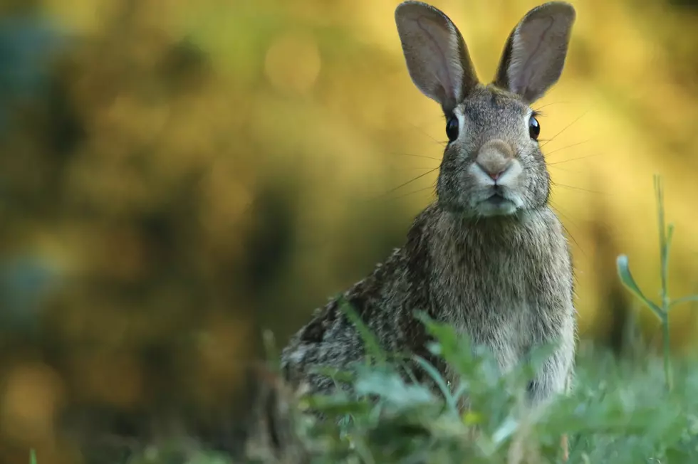Help Maine Bumbles, Bunnies, and Birds As A Citizen Scientist